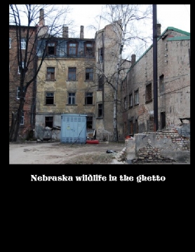 Nebraska wildlife in the Ghetto