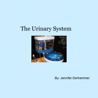 The Urinary System for Kids