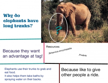Why about the elephant?