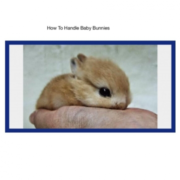 How To. Handle Baby Rabbits