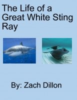 The Life of a Great White Sting Ray