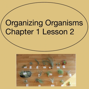 Organizing Organisms