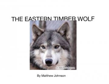 EASTERN TIMBER WOLF
