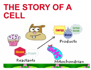 THE STORY OF A CELL