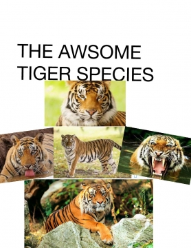 THE AWSOME TIGER SPECIES