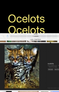 Ocelots Ocelots