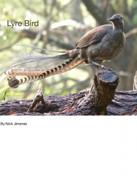 Lyre Bird