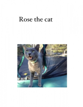 Rose the cat