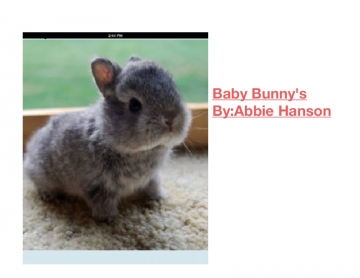 Baby bunny's