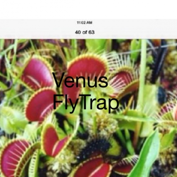 Venus fly trap