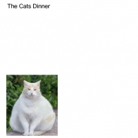 The Cats Dinner