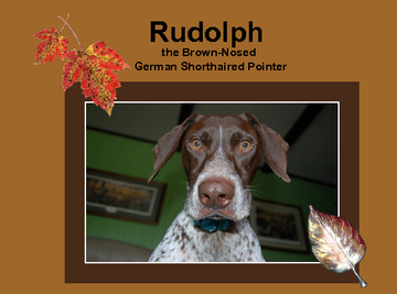 Rudolph the Brown-Nosed German Shorthaired Pointer
