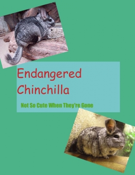 Endangered Chinchilla