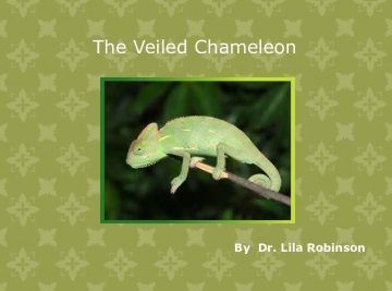 The Veiled Chameleon
