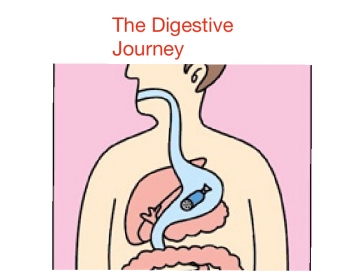 Journey into the digestive system