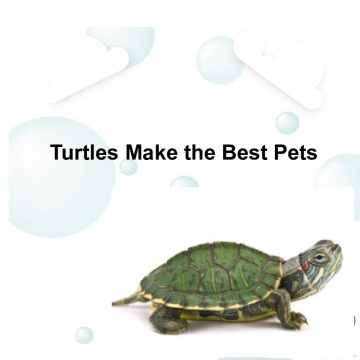 Turtles Are The Best Pets
