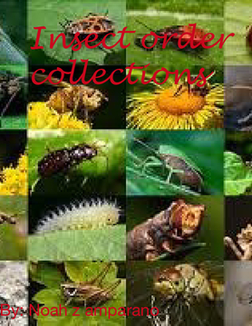 Insect order collections