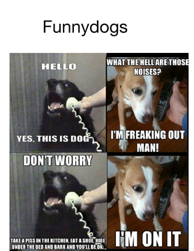 Funny dogs