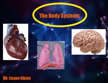The body systems