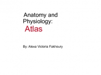 Anatomy and Physiology Atlas