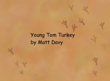 Young Tom Turkey