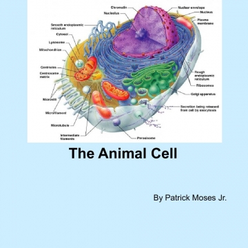 Constituents of an Animal cell
