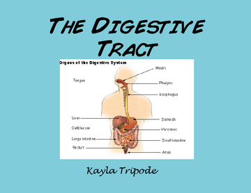 The Digestive Tract