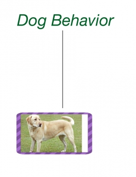 The Amazing Dog Behavior