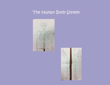 The Human Body System