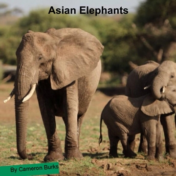 Asain Elephants