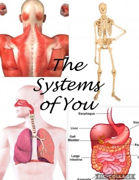 The Systems of You