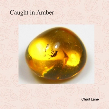 Caught in Amber