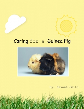 Caring for a Guinea Pig