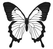 author icon
