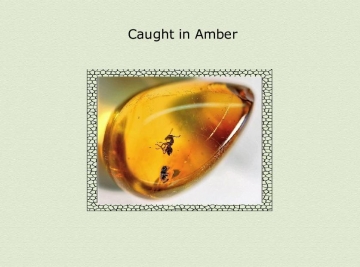 Caught in Amber