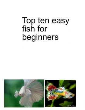 top ten easy fish for beginners