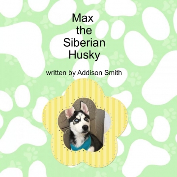 Max the Siberian Husky