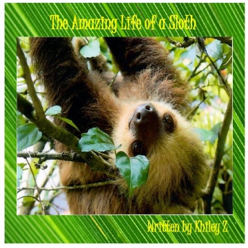 The Life of a Sloth