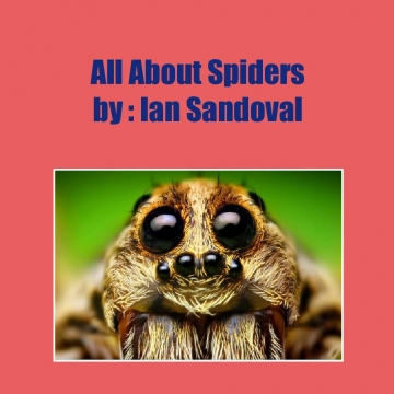 All About Spiders