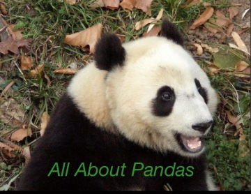 All About Pandas