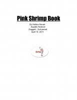 Pink Shrimp