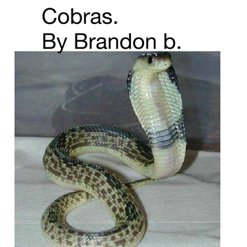 Cobras