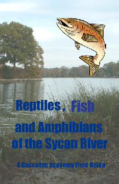 Fish, Reptiles, & Amphibians of the Sycan River