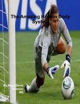 The Amazing Human Body System