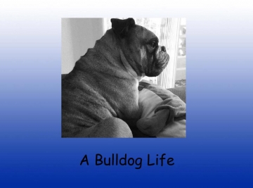 A Bulldog life
