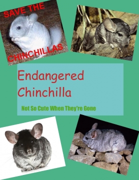 Endangered Chinchilla