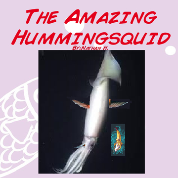The amazing hummingsquid
