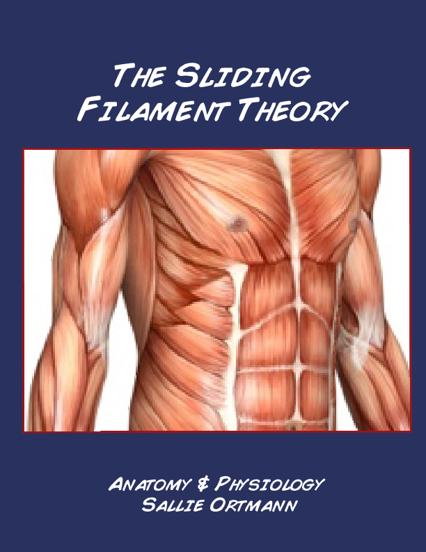 Download Sliding Filament Theory - Muscular System | Book 258919 - Bookemon