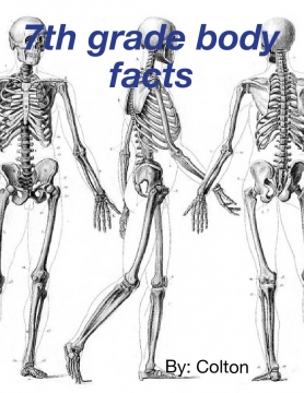 7th grade body facts