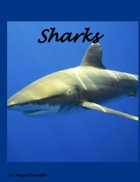 What we know about sharks!